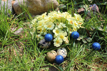 Easter Quail eggs Japanese with primrose in the green grass