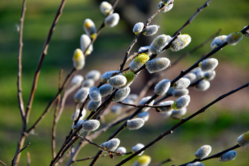 Willow spring sunny day. © YUABOG