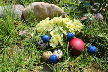 Colorful Easter eggs in grass with primrose and wild herbs