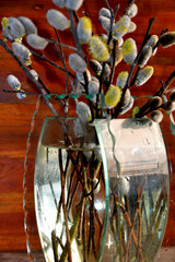 Willow in a glass vase on a wooden background.