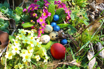 Colorful Easter eggs in grass with primrose and wild herbs