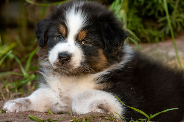 Cute Australian Shepherd puppy with muddy nose lying down in the dirt