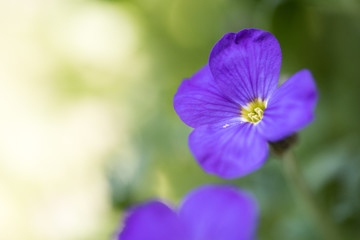 macro of a lilacbush with blurred background