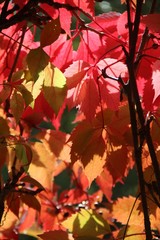 red leaves of wild grapes