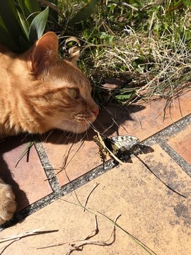 1 246 Best Animaux Domestiques Images Stock Photos Vectors Adobe Stock