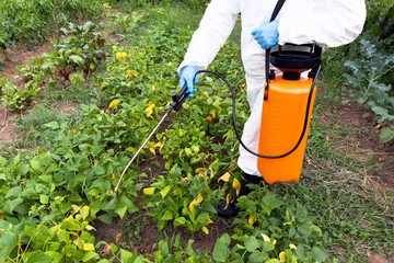 Herbicide spraying. Non-organic vegetables.