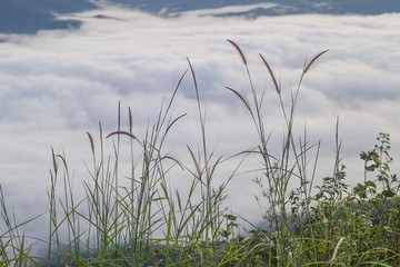 Mountain view morning of long grass on the hills around with sea of mist background, sunrise at Doi Samur Dao, Sri Nan National Park, Nan, Thailand.