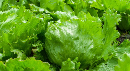 11989_A_big_cabbage_like_vegetable_on_the_garden.jpg