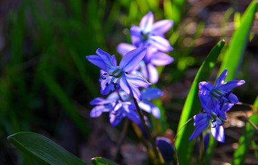 The first spring flowers of snowdrops bloomed on a dark background. Macro. Place for text.