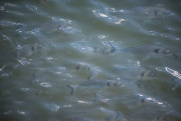 Cardume de peixe à superficie no mar