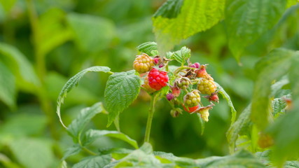 12065_Small_berry_like_fruits_of_the_green_plant.jpg