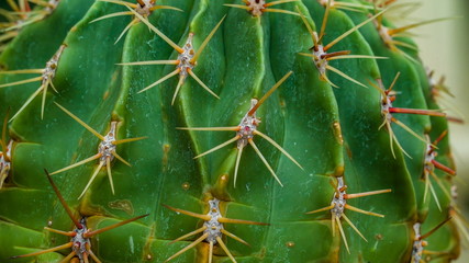 12100_The_sharp_spines_of_the_green_cactus.jpg