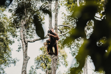 .Images of orangutans in freedom on the island of Borneo, Indonesia. Imposing animal with brown fur feeding among the tall trees. Travel photography