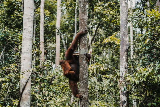 .Images of orangutans in freedom on the island of Borneo, Indonesia. Imposing animal with brown fur feeding among the tall trees. Travel photography