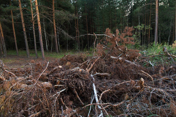 Deforestation, trees and branches cut down. Forest destruction