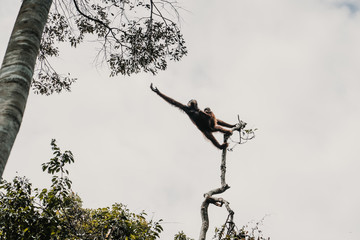 .Images of orangutans in freedom on the island of Borneo, Indonesia. Imposing animal with brown fur feeding among the tall trees. Travel photography © lubero