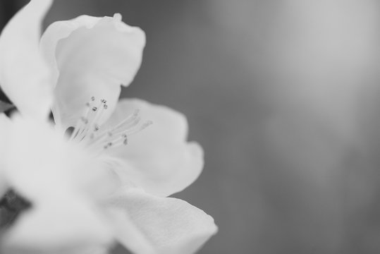 white flowers of apple, macro
