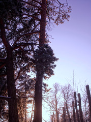 trees in the Park in winter on a clear day, Moscow.