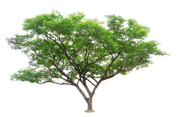 The big and green tree isolated on white background. Beautiful and robust trees are growing in the forest, garden or park.