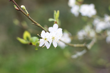 white flowers of cherry