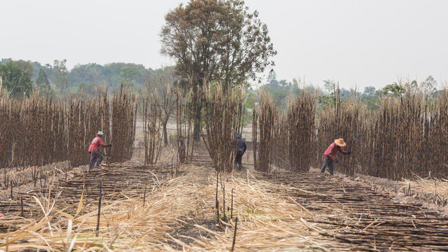 Farmers are cutting cane caused by fire