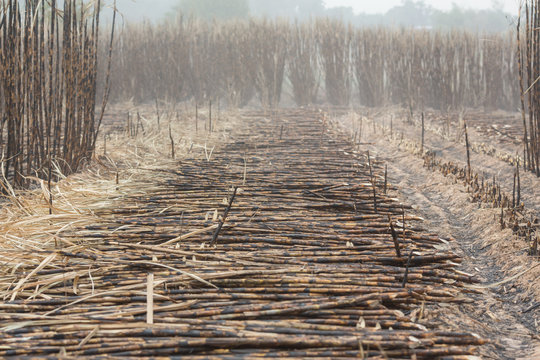 Farmers are cutting cane caused by fire
