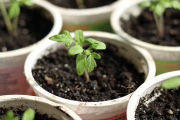 Seedlings of vegetables in early spring.