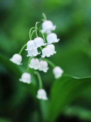 White Lily of the valley on a green background.