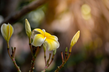big yellow flower warm Background reflective light from the sun concept of hope energy and enthusiasm for life - Image