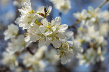 Plum Tree Spring Blossom