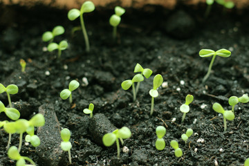 Seedlings of vegetables in early spring.