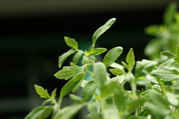 Seedlings of vegetables in early spring.