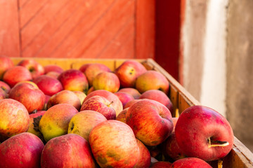 Wooden crate of naturally grown red apples in a rural background. Organic autumn fruit harvest.