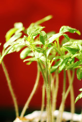 Seedlings of vegetables in early spring.
