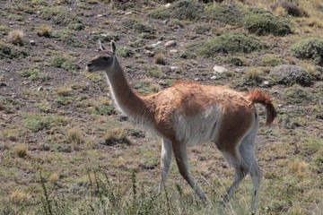 Guanaco