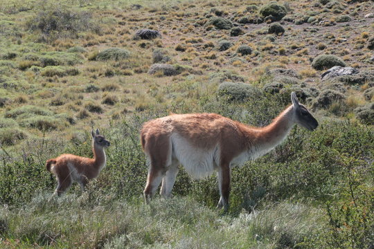 Vigogne Bilder Durchsuchen 451 Archivfotos, und Videos