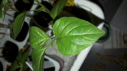 Green Plants In The House