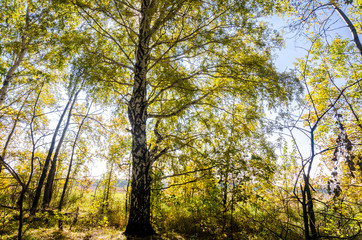 Birch in autumn