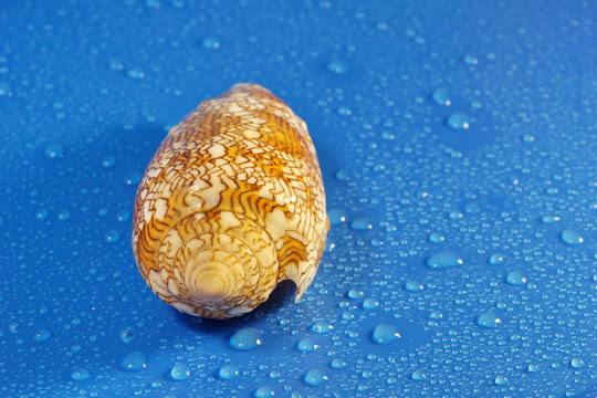 conus textile seashell poisonous clam  blue water drop background