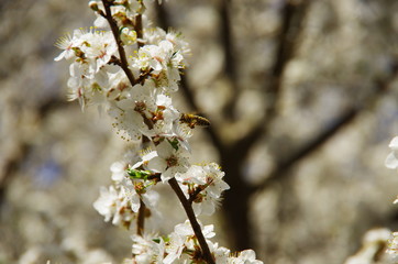Bienenblüte 1