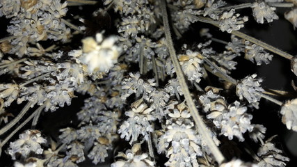 Bright Magic Plant