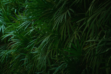 green leaf background.Plant foliage in garden.