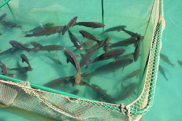 Cage for fish farming. Sea fish farm.