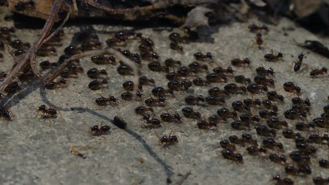 Macro shoot of a group of termites walking on the ground in the jungle.