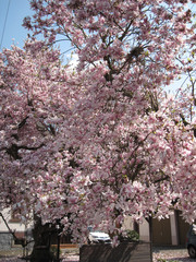 Magnolie