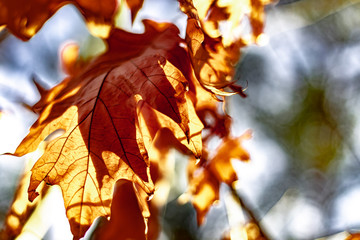 Red oak in autumn germany