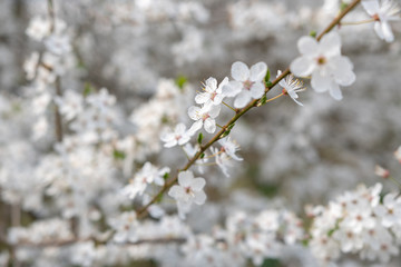 Frühlingsblüten am Baum