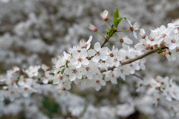 Naklejka premium Frühlingsblüten am Baum