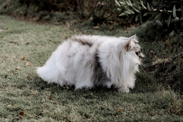 Fototapeta premium cat on grass