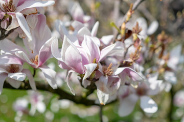 Fototapeta na wymiar Frühlingsblüten - Magnolien